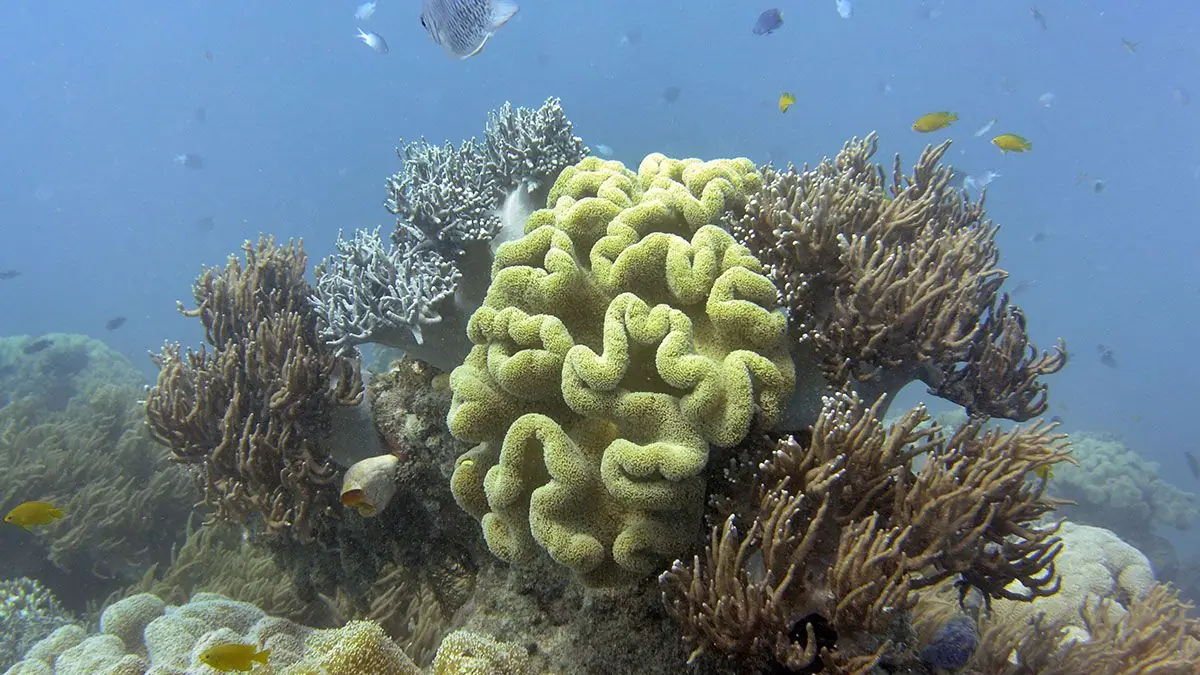 Bjorn Lomborg: The Great Barrier Reef refuses to die on schedule