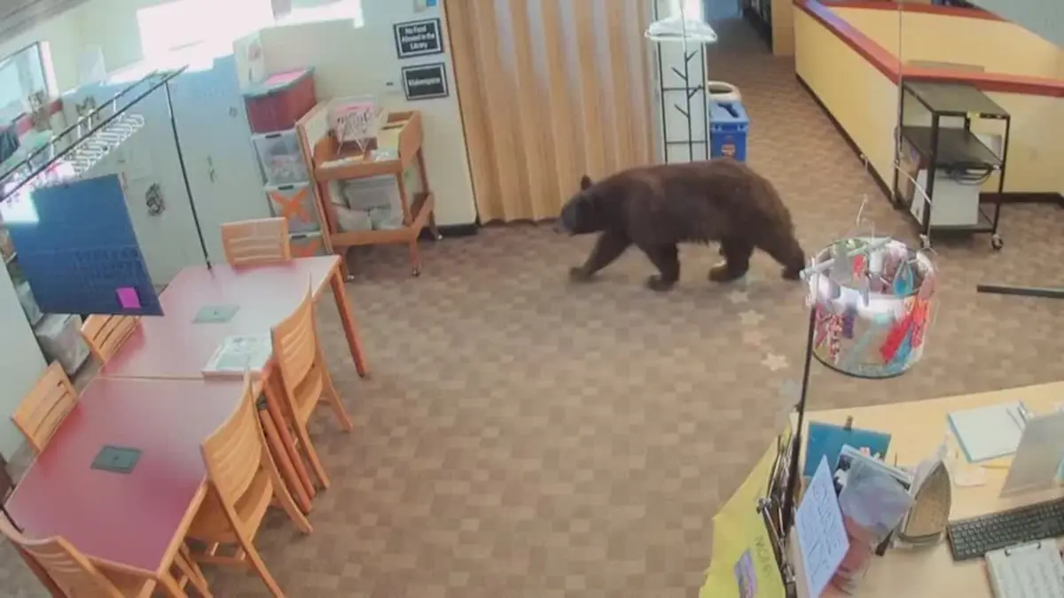 Curious critter: Bear caught browsing in California library
