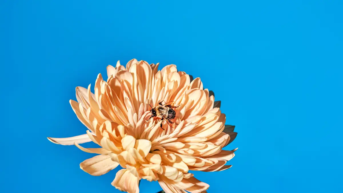 Give bees a chance: Molagri’s plan to solve global food insecurity
