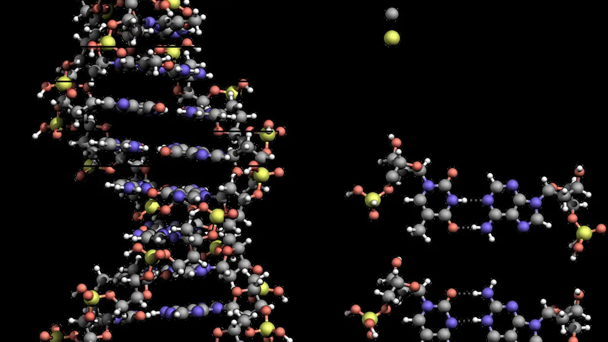 Spatial genomics tool maps long-range DNA interactions while preserving cells' locations within tissues