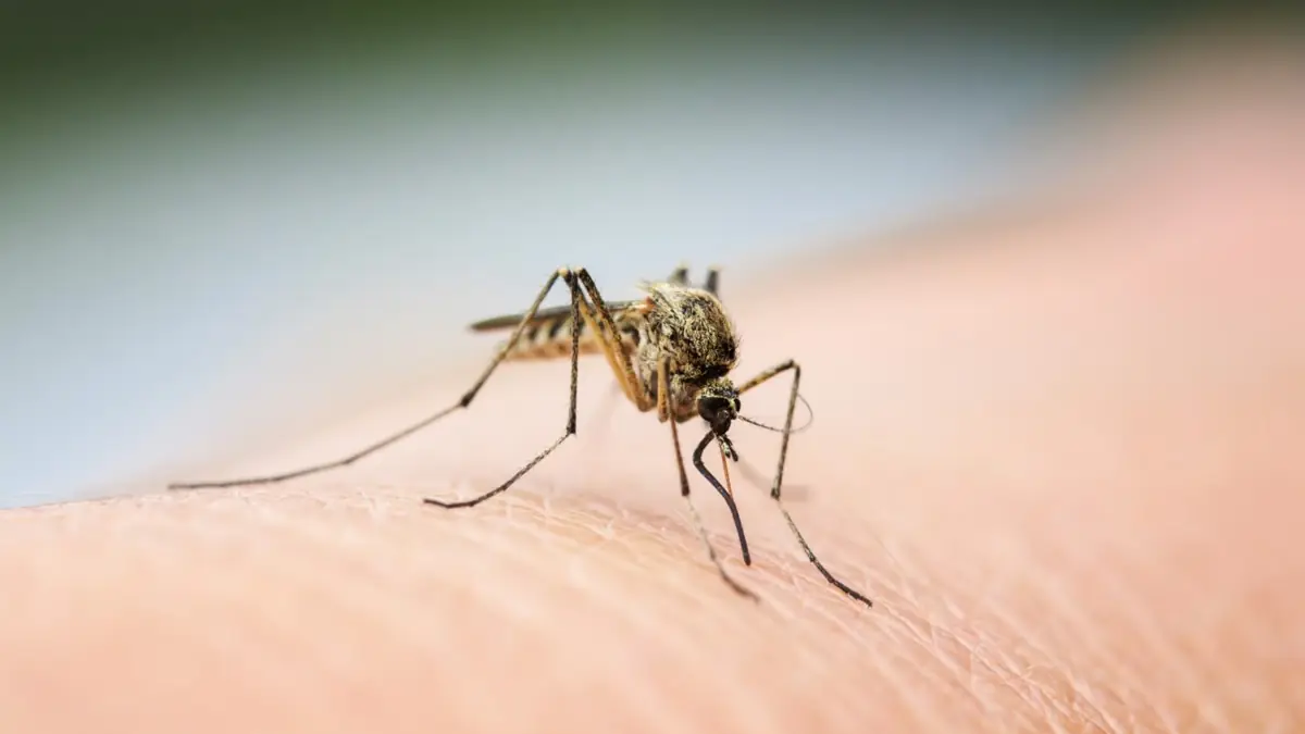 West Nile virus still a risk into fall, SMDHU reminds
